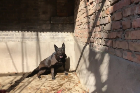 梦境中的守护与挑战，解析梦见小黑狗袭击与驱逐的深层含义