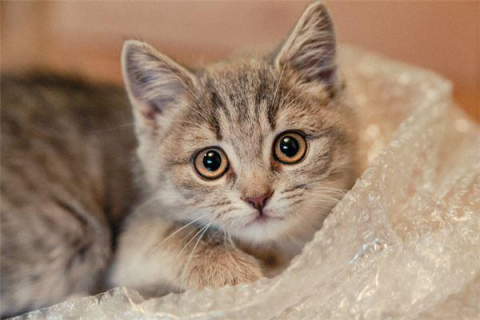梦见猫生小猫，梦境背后的寓意与解析