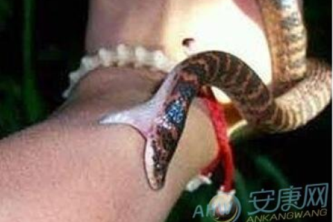 梦境解析，为何会梦到一条巨大的红蛇？