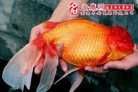 纯新人求解梦，昨儿中午梦到钓到一条很大的黑色的鱼——生活中的预兆与启示