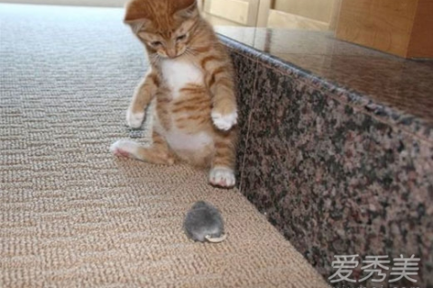 几次梦见被猫咬，深层解析梦境背后的意义与心理暗示
