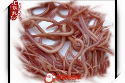 梦见长虫，探索梦境中的神秘生物与深层含义