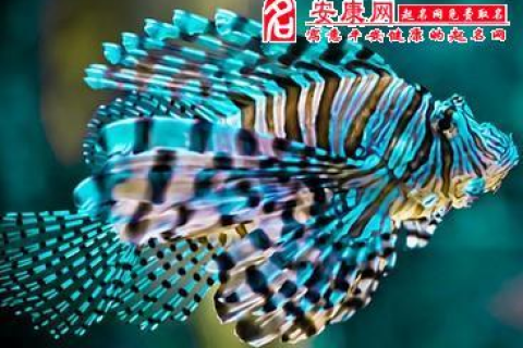 梦境解析，我梦见鱼身上长青苔的深层含义