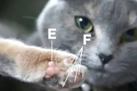 梦见被猫咬了手指出血，解读梦境中的隐秘信息