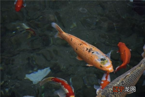 梦见鱼是啥意思谁能帮我，探索梦境中的神秘水域