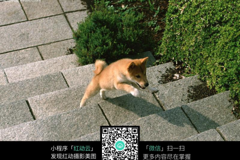 梦见抱着小狗爬楼梯，解读梦境中的温馨与成长