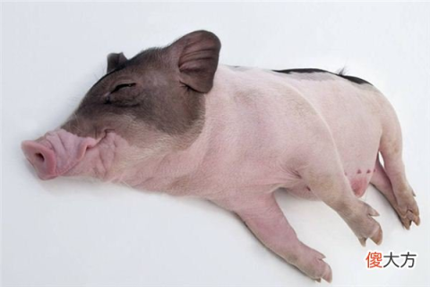 梦到猪死了意味着什么，解析梦境中的象征与心理暗示