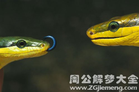 梦境中的双蛇之谜，大莽蛇与小蛇的交织寓言
