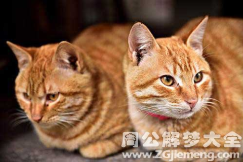 梦见捡了只猫，解读梦境中的温馨与寓意