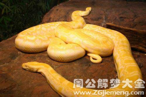 求解梦，梦见黄色的蛇来咬我
