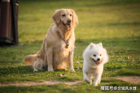 梦见别人家有很多小狗狗小猫咪，解读梦境中的温馨与寓意