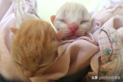 梦境奇遇，从鸡蛋中孵出的神秘猫咪