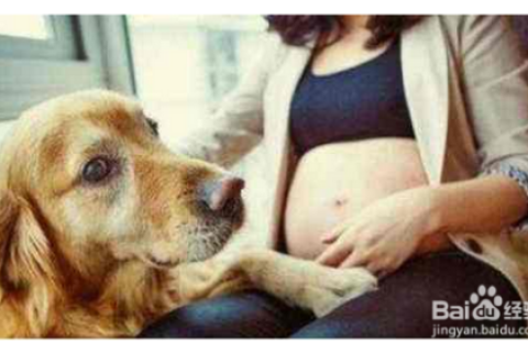 孕妇梦见狗，古老预兆与现代解读的交织