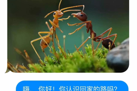 梦境解析，梦中蚂蚁与母亲身体的奥秘