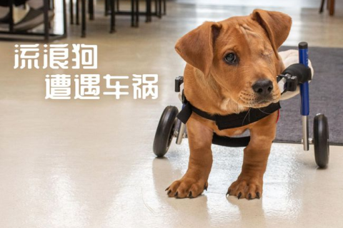 梦境解析，昨晚梦见狗咬我腿，这究竟意味着什么？