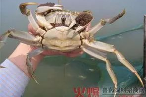 梦见螃蟹，探索梦境中的隐秘象征与深层含义