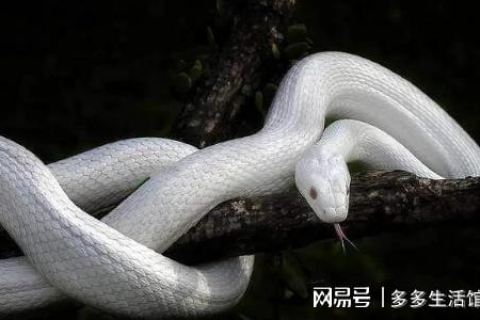 周公解梦，梦见白蛇紧咬右脚，寓意深远需细品
