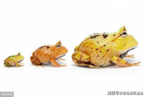 梦见三只蛤蟆在床上跳，解读梦境中的隐秘信息