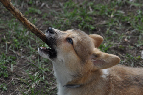 梦境中的婚礼与犬的警示，解析梦到结婚被狗咬的深层含义