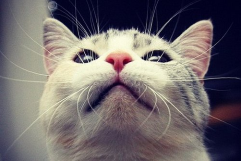 做梦梦见猫子咬我鼻梁，解析梦境背后的深层含义