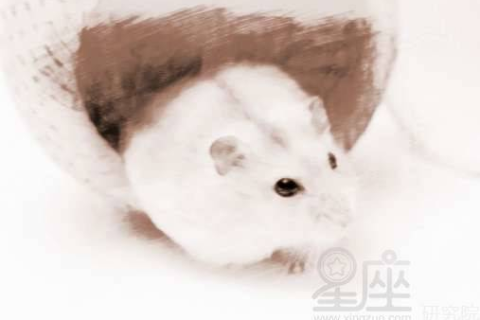 梦见很多老鼠，寓意与梦境解析