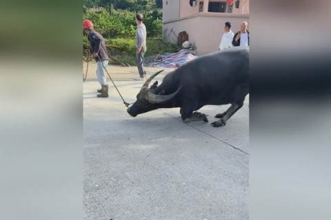 梦境追踪，我为何梦见追逐被放生的牛？