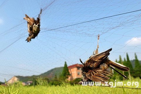 梦境的启示，解析梦到用鞭子打死很多小鸟的深层含义