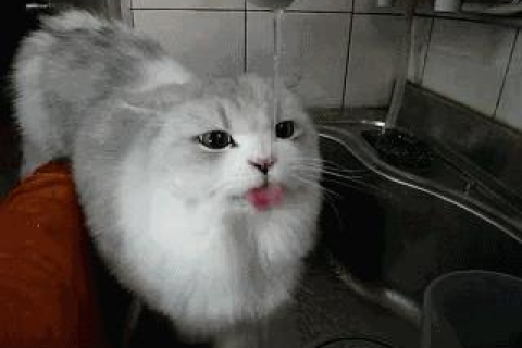 揭秘梦境中的神秘访客，为何会梦到好多猫？