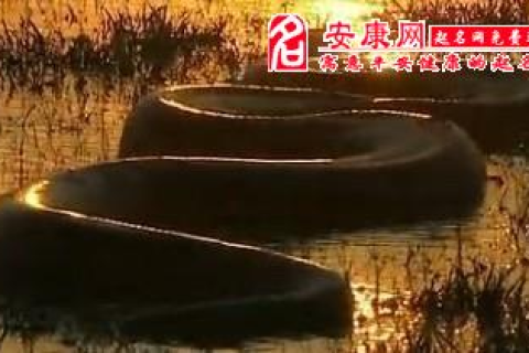 做梦梦到大蟒蛇，潜意识深处的预兆与启示
