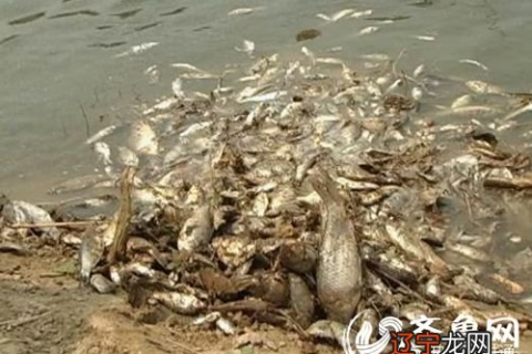 梦见捞到死鱼好不好，解析梦境背后的深层含义