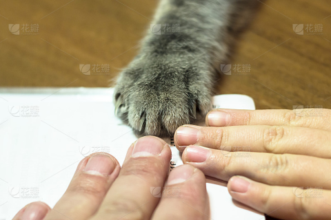 梦见猫抓伤自己的手，解读梦境背后的深层含义