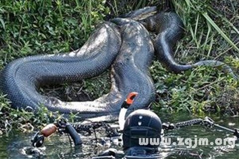 解梦，梦见巨蟒攻击自己——探寻梦境背后的深层含义
