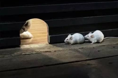 梦到自己家大肥猪被偷了又送回来，寓意解析与梦境启示
