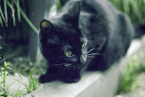 做梦梦到黑猫是什么意思，探索梦境中的神秘象征