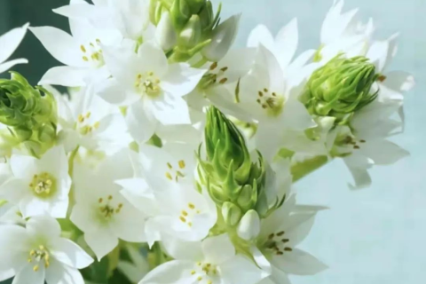梦境深处的哀思，解析梦到已死的姥姥在哭的深层含义