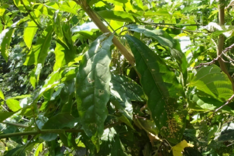 人梦见被蛇咬伤了，梦境背后的深层含义与解析