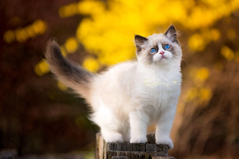 求高人解梦，梦见被猫抓，暗藏哪些心理寓意？