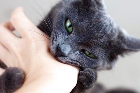梦见被猫咬如何化解，探索梦境背后的深层含义与心理解析