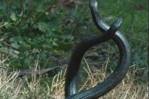 女人梦见两条蛇，一个爬地，一个爬身上，预示着什么？