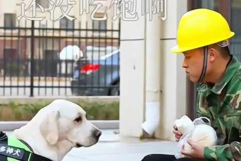梦见狗和爱人在一起，梦境背后的情感纽带与深层寓意