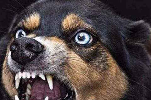 被狗咬了做噩梦，如何化解梦中恶犬的困扰？