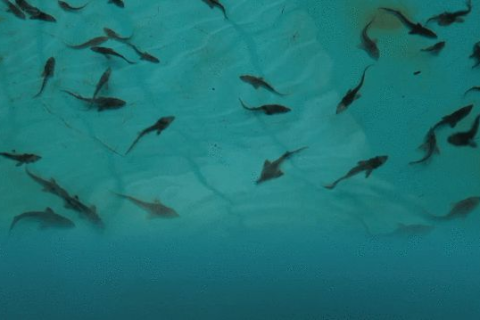梦里捉鳖捞鱼，寓意深远，解析水中捕猎之梦的象征意义
