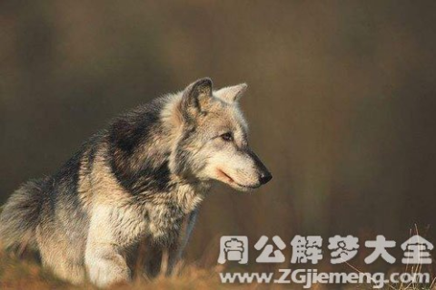 梦境解析，为何会梦见狼在保护你？