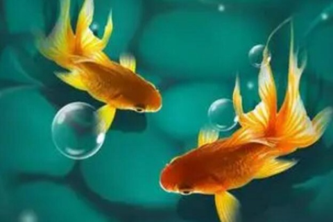 梦见鱼的吉祥数字，探寻梦境中的神秘预兆与数字寓意