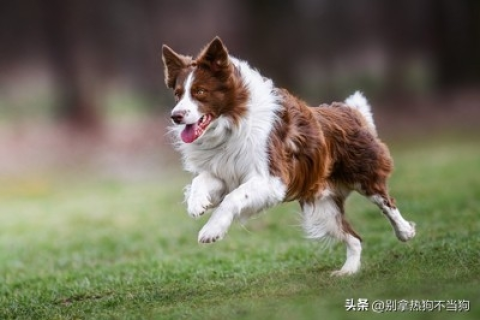 梦境解析，梦中狗追逐的深层含义与心理解读