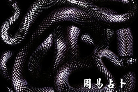 梦境解析，梦见好多蛇，一条大黑蛇咬住大母指的含义与启示