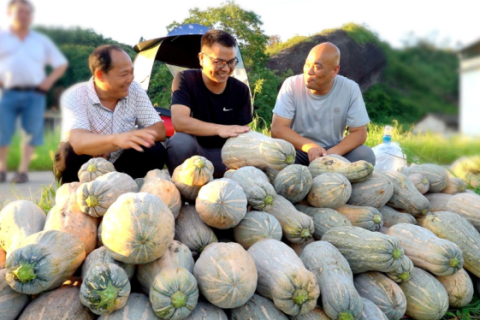 梦见南瓜，丰收与孕育的预兆