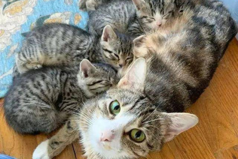 梦里梦见猫妈妈带着一群小猫，解读梦境中的温馨与成长