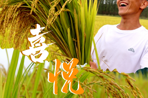 周公解梦，梦见种韭菜，寓意深远，预示着丰收与希望