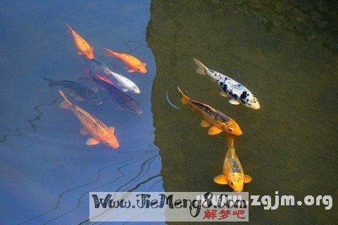梦境解析，大师解读梦见抓鱼的深层含义